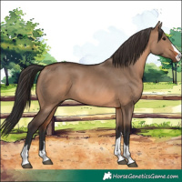 Horse Color:Brown Dun 