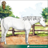 Horse Color:Palomino Appaloosa  and Palomino Appaloosa 