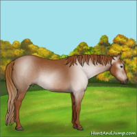 Horse Color:Gray Chestnut 