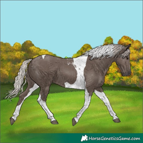 Horse Color:Silver Black Tobiano 
