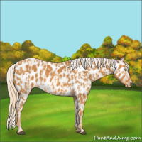 Horse Color:Palomino Appaloosa  and Palomino Appaloosa 