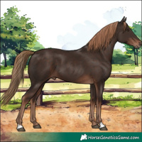 Horse Color:Liver Chestnut 