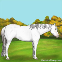 Horse Color:Gray Sable Champagne Dun Sabino Appaloosa 