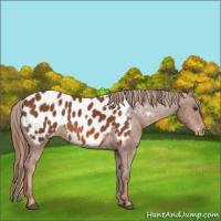 Horse Color:Chestnut Appaloosa 