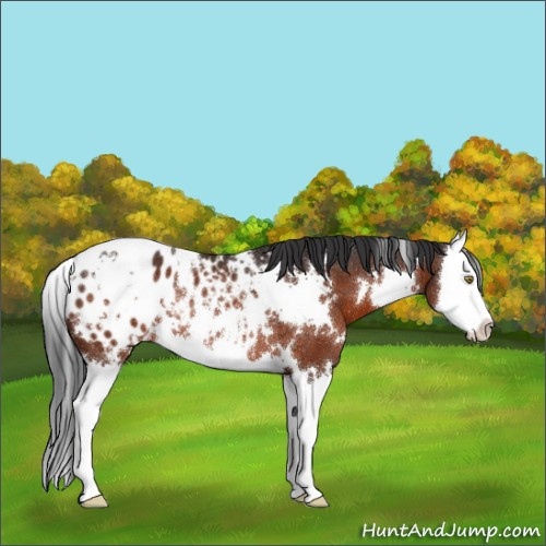 Horse Color:White Spotted Brown Splash Appaloosa Rabicano 