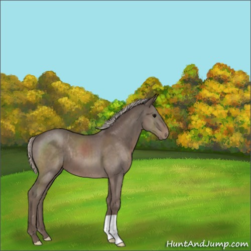Horse Color:Silver Blue Roan