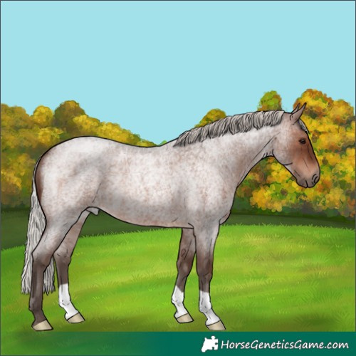 Horse Color:Silver Brown Roan