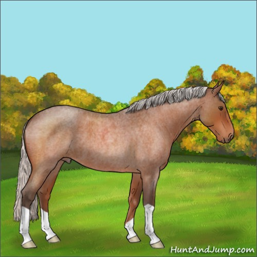 Horse Color:Silver Brown Roan