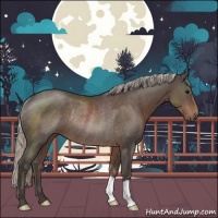 Horse Color:Silver Black Rabicano 