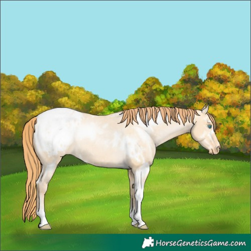 Horse Color:White Spotted Buckskin Pearl Dun Tobiano Appaloosa Rabicano 