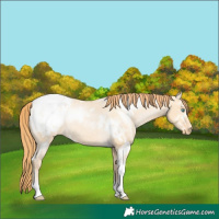 Horse Color:White Spotted Buckskin Pearl Dun Tobiano Appaloosa Rabicano 