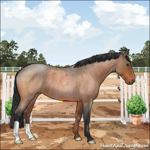Horse Color:Brown Roan