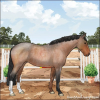 Horse Color:Brown Roan 
