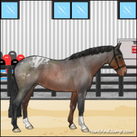 Horse Color:Brown Roan Appaloosa 