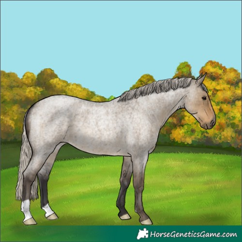 Horse Color:Silver Smoky Grullo Roan 