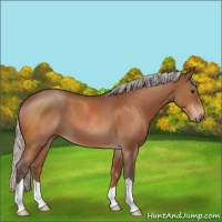 Horse Color:Silver Brown Roan 