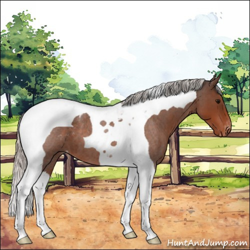 Horse Color:Silver Brown Roan Tobiano Appaloosa