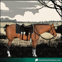 Horse Color:Bay Tobiano Rabicano 