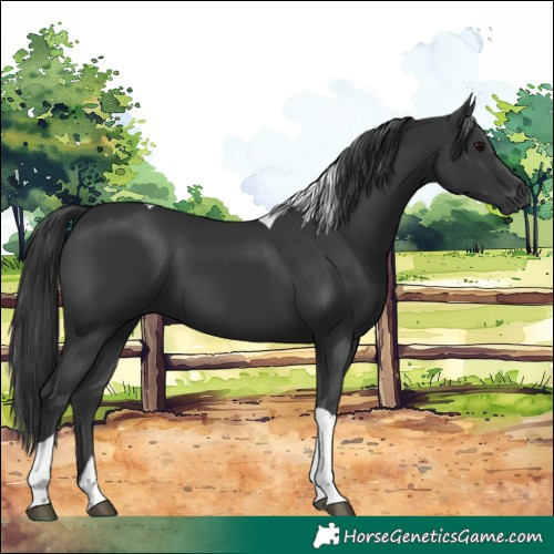 Horse Color:Black Tobiano 