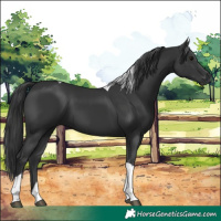 Horse Color:Black Tobiano 