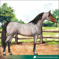 Horse Color:Bay Roan 