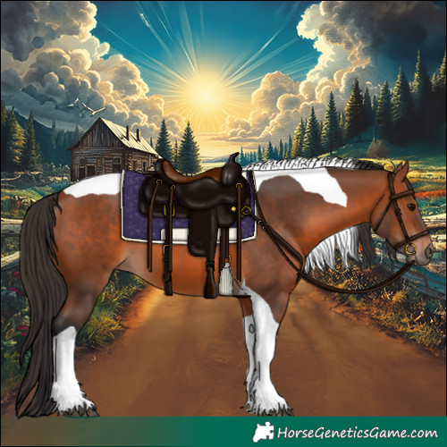 Horse Color:Bay Tobiano 