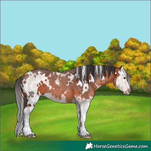 Horse Color:White Spotted Bay Splash