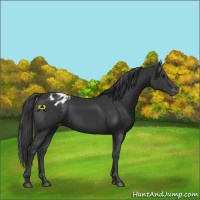 Horse Color:Black Appaloosa Rabicano 
