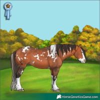 Horse Color:White Spotted Bay Splash 