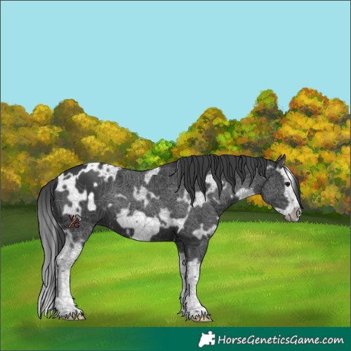 Horse Color:White Spotted Black Splash Frame 