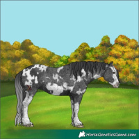 Horse Color:White Spotted Black Splash Frame 