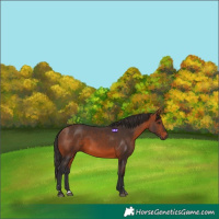 Horse Color:Bay 