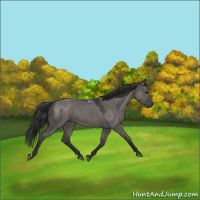 Horse Color:Grullo Roan 