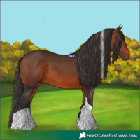 Horse Color:Bay Tobiano 