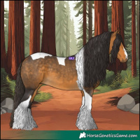 Horse Color:Buckskin Tobiano