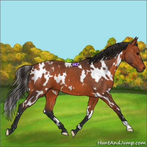 Horse Color:White Spotted Bay