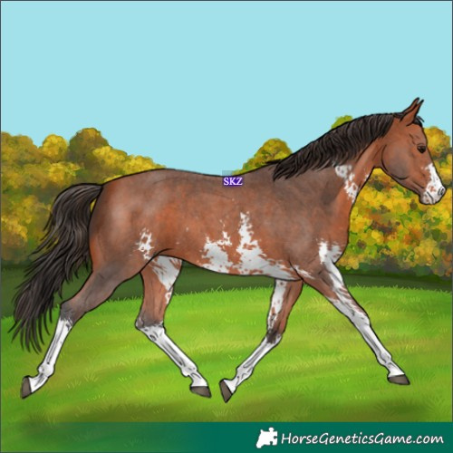 Horse Color:Bay Sabino