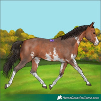 Horse Color:Bay Sabino 