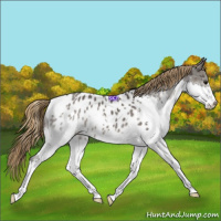 Horse Color:Smoky Grullo Splash Near Leopard 