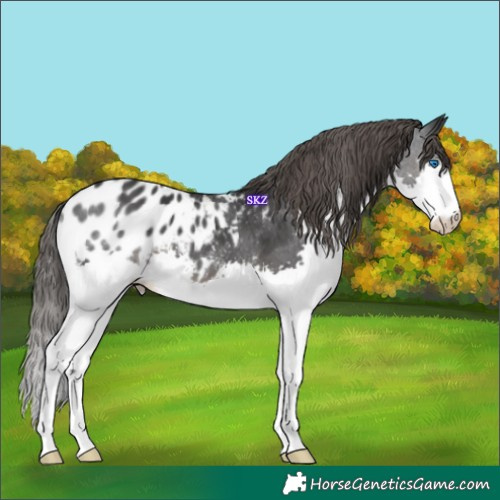 Horse Color:Black Splash Appaloosa 