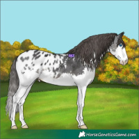 Horse Color:Black Splash Appaloosa 