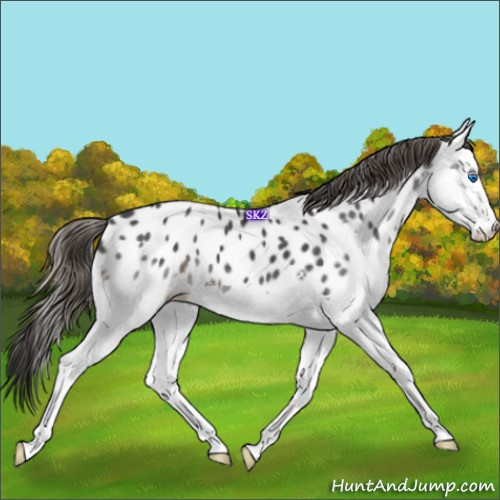 Horse Color:Black Splash Near Leopard