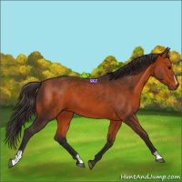 Horse Color:Bay Sabino
