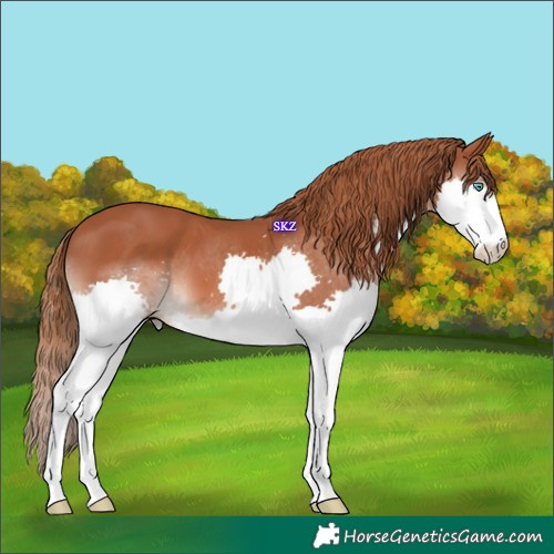 Horse Color:Chestnut Splash 
