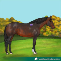 Horse Color:Bay 