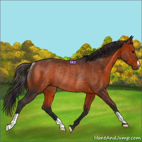 Horse Color:Bay Rabicano