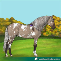 Horse Color:White Spotted Silver Brown Dun