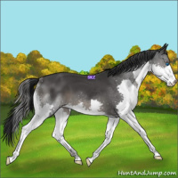 Horse Color:Black Splash 