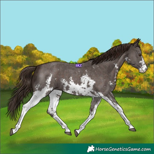 Horse Color:Liver Chestnut Sabino