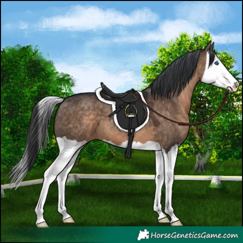 Horse Color:Brown Dun Splash 